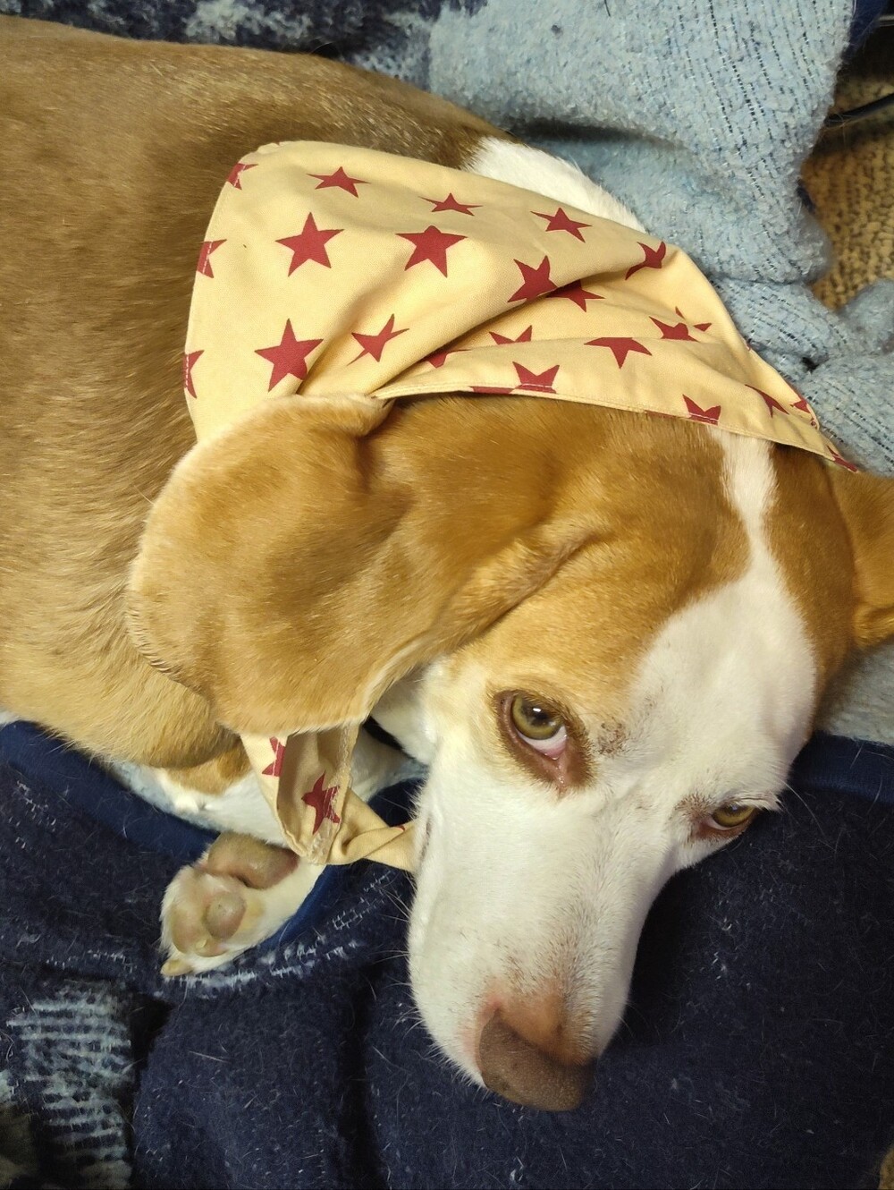 Dog Bandana Red Stars Beige Background With Closure Patriotic Size Large